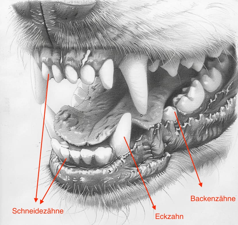 Skizze Hundegebiss mit Erläuterungen