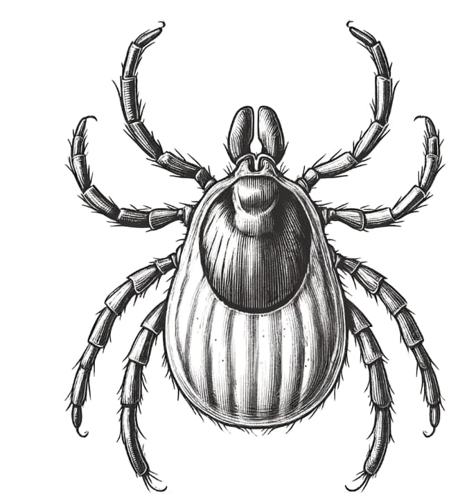 Zeichnung einer Zecke